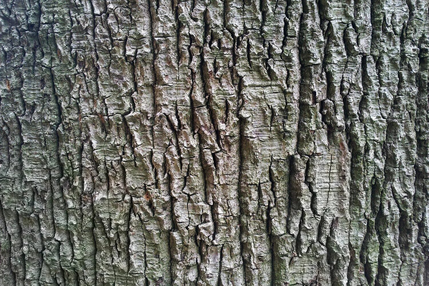 Альфа коры дерева. Текстура коры дерева. In we bark. Фактура коры дерева. Альфа коры дерева.