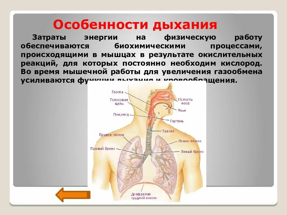 Особенности дыхания. Мышцам нужен кислород. На дыщание затрата энергии. Особенности дыхания при мышечной работе. Вдох особенности