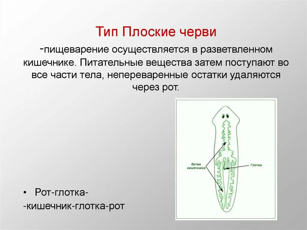 Слепо замкнутую пищеварительную систему имеют. Строение пищ системы плоских червей. Пищев система плоских червей. Тип пищеварительной системы у плоских червей. Средний отдел пищеварительной системы плоских червей.