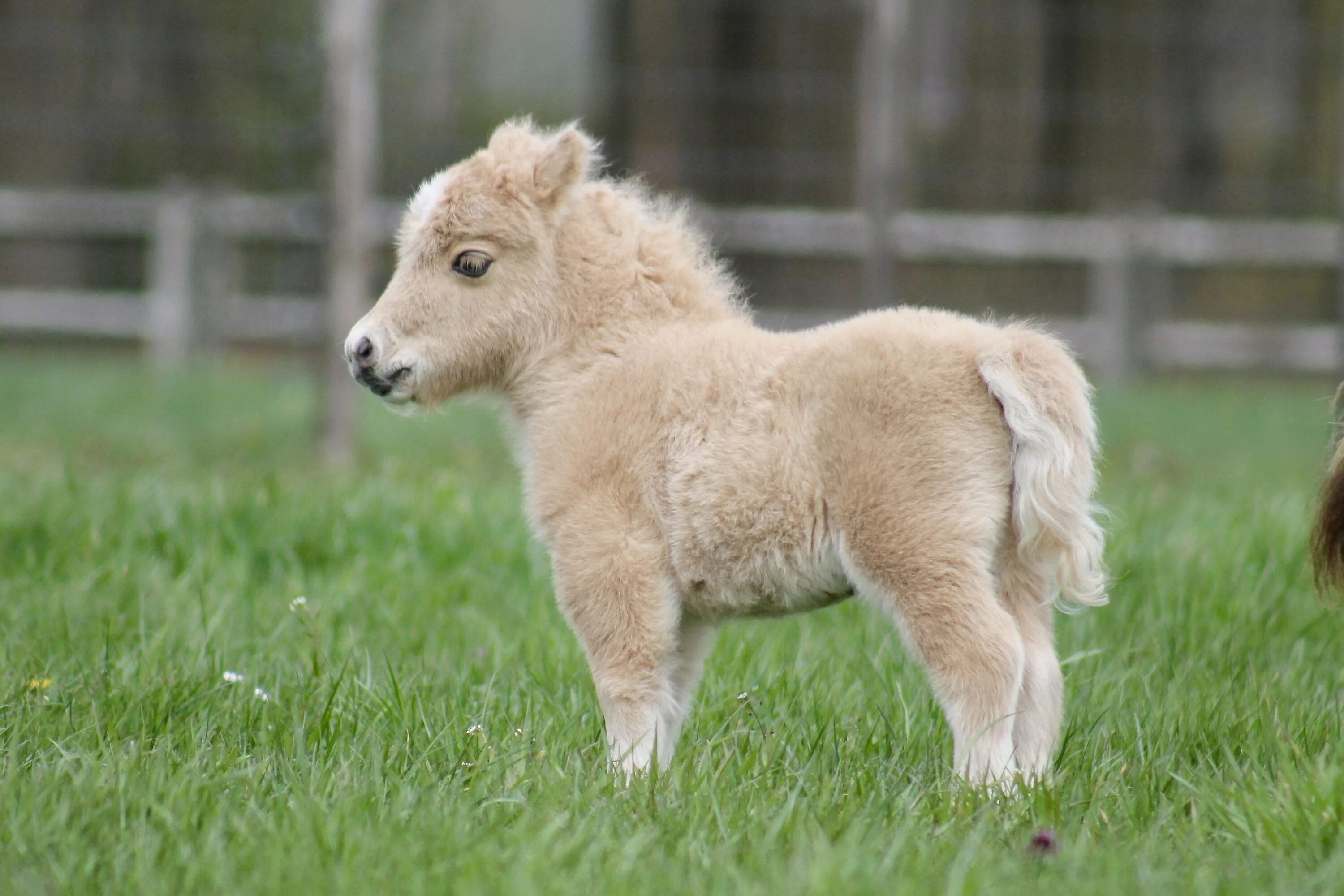 Mini pony