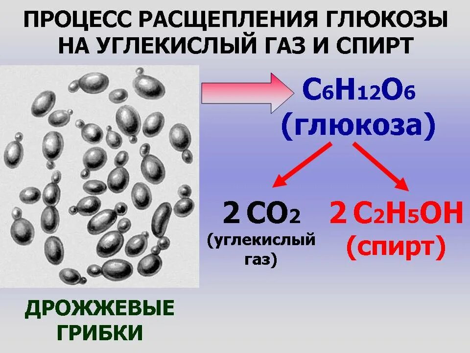 Глюкоза соединение углерода. Дрожжи и углекислый ГАЗ. Сахар процесс разложения. Углекислый ГАЗ В глюкозу. Формула дрожжей в химии.