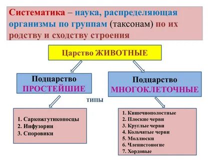 Распределите название организмов по группам