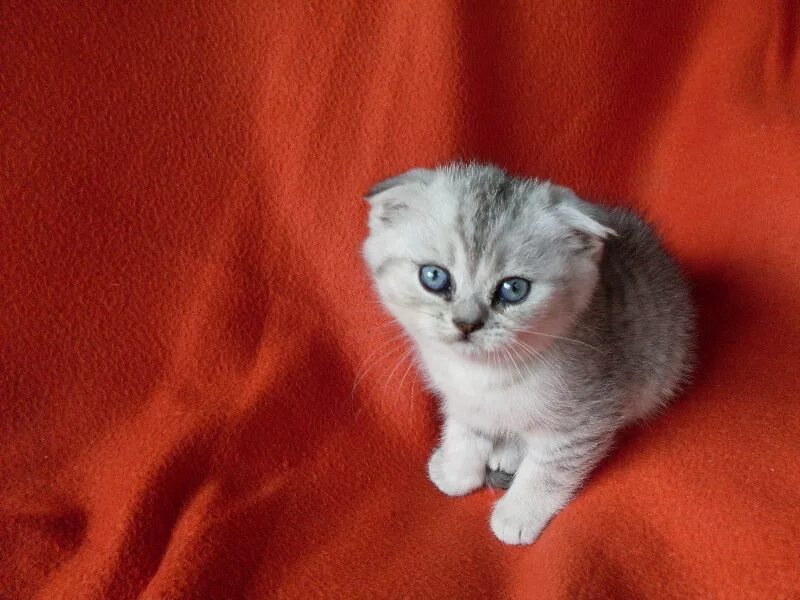 Шотландский котенок мальчик. Шотландский вислоухий котёнок оранж. Маленькие породы кошек вислоухие. Двухмесячные котята вислоухой. Двухмесячные котята Шотландские.