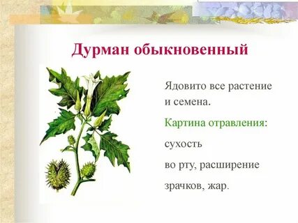 К какой группе относится дурман обыкновенный