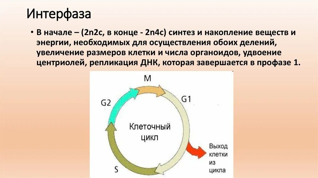 Жизненный цикл клетки состоит из интерфазы. Период g1 клеточного цикла. Схема клеточного цикла интерфаза. G1 фазу жизненного цикла клетки:. Схема клеточный цикл Рохлов.