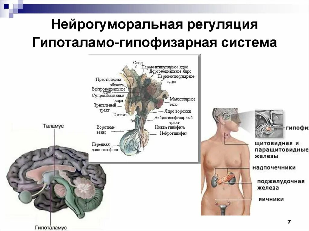 Гуморальная регуляция мозга. Нейрогуморальная система регуляции жизнедеятельности. Регуляторные гормоны гипоталамо-гипофизарной системы.. Механизм гипоталамо-гипофизарной системы. Нейрогуморальная регуляция 8 класс биология.