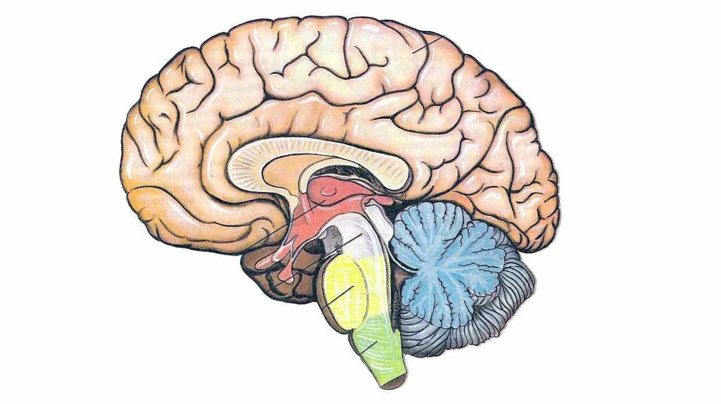 Brain 8 1. Строение мозга для школьников. Передний и задний мозг. Мозжечок иллюстрация.