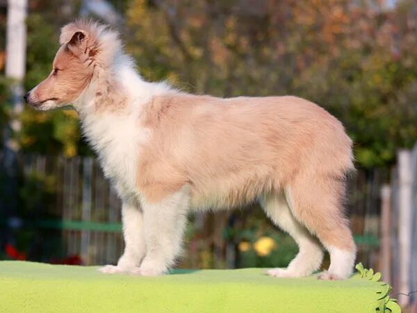 графское поместье питомник шелти