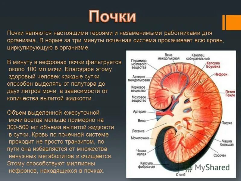 Доклад на тему почки. Информация о почках человека.