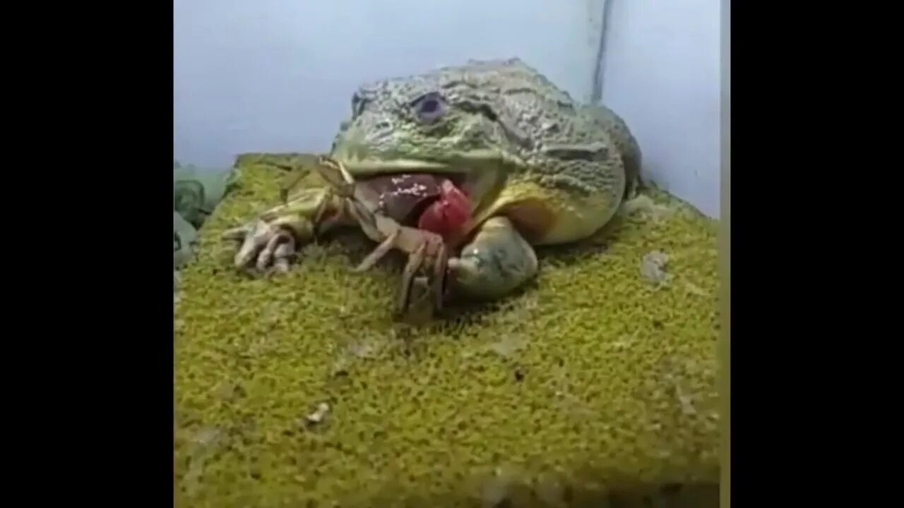 Змея съевшая лягушку. Лягушка бык водонос. Жаба водонос. Лягушка Голиаф ест мышь. Лягушка водонос ест мышей.