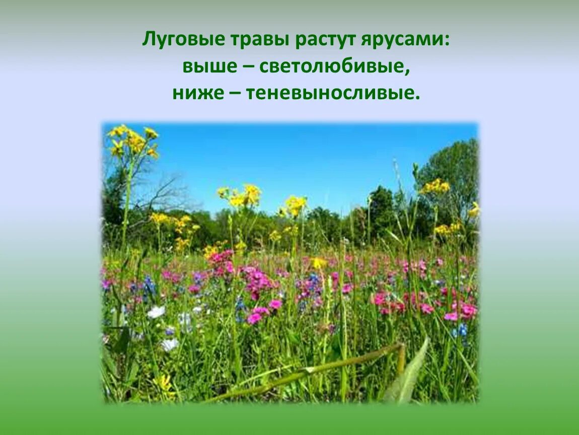 Сообщение о природных сообществах родного края. Природное сообщество луг. Растительное сообщество Луга. Цветы и растения родного края. Растительный мир Луга.