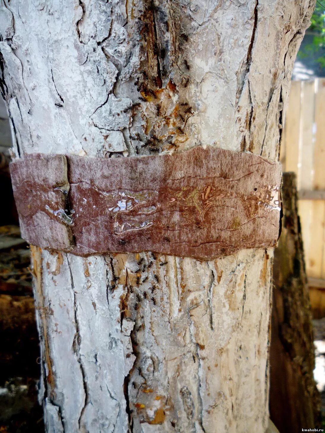 Муравей древоточец муравейник. Деготь от муравьев. Ловчий пояс для муравьев на деревьях. Чёрный муравей-древоточец. Муравьи на стволах деревьев.