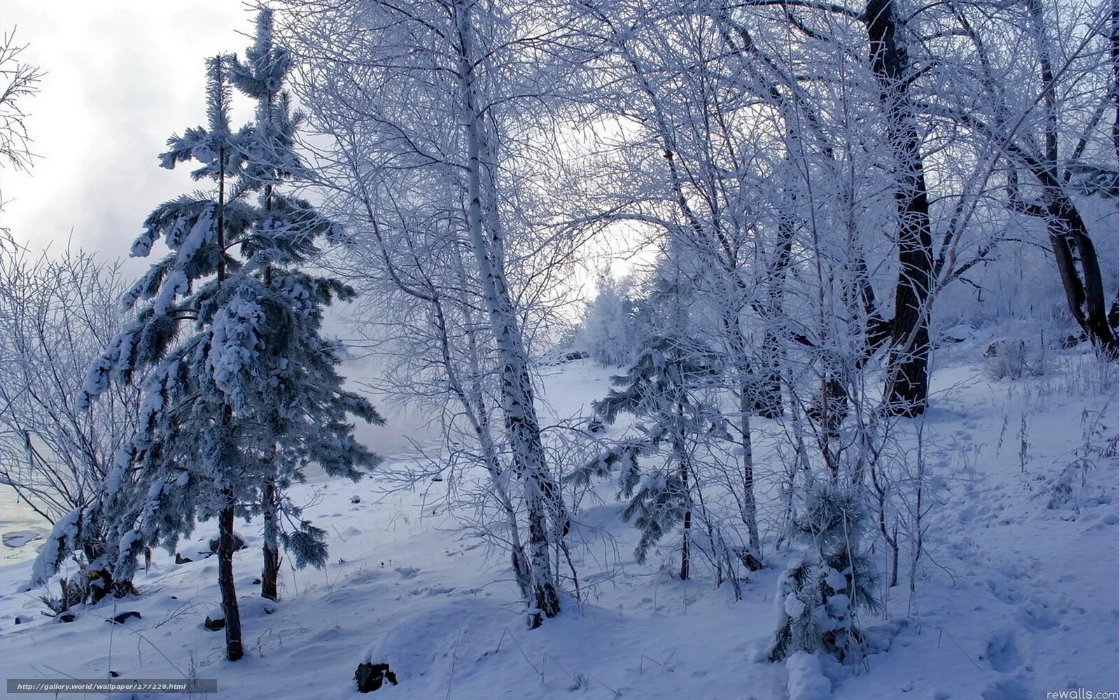 проект зима в лесу. проект зима в лесу. проект зима в лесу. околдованный зимний лес. зимний лес вблизи.