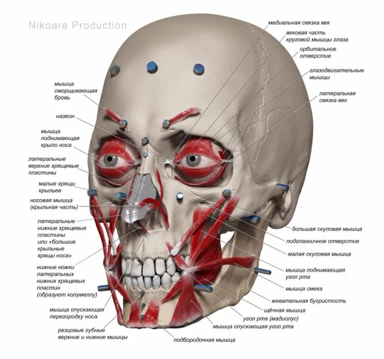 теменная кость строение. подбородочно-подъязычная мышца (m.