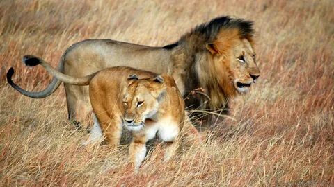 Wildlife lion