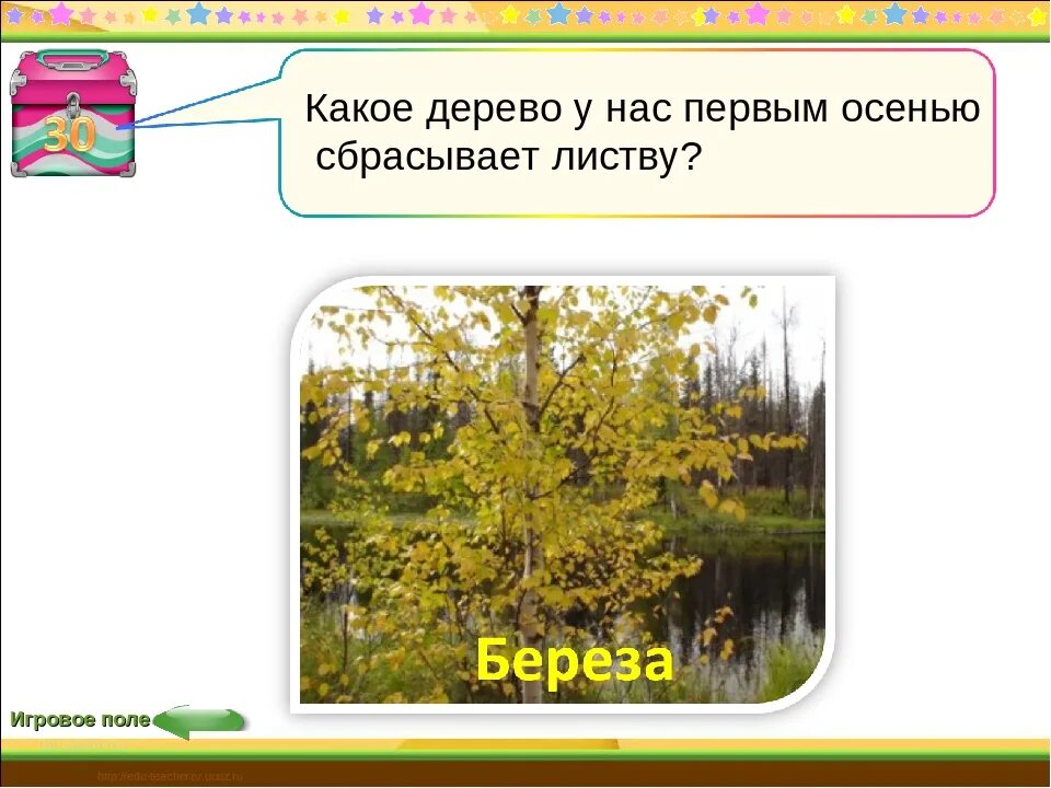 Почему растения сбрасывают листья. Деревья которые сбрасывают листву. Растения леса которое осенью сбрасывает листья. Какие деревья сбрасывают листья осенью. Деревья которые не сбрасывают листья зимой.