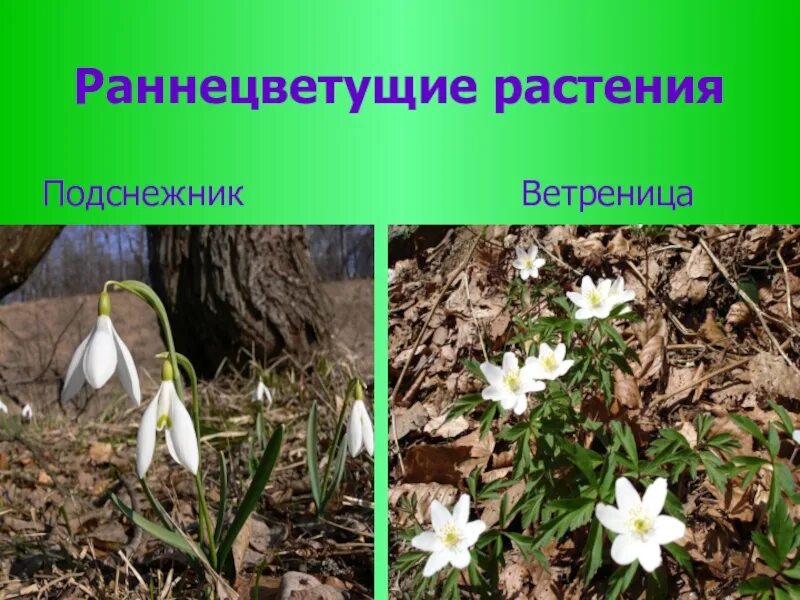 Сообщение о раннецветущих растениях 2 класс