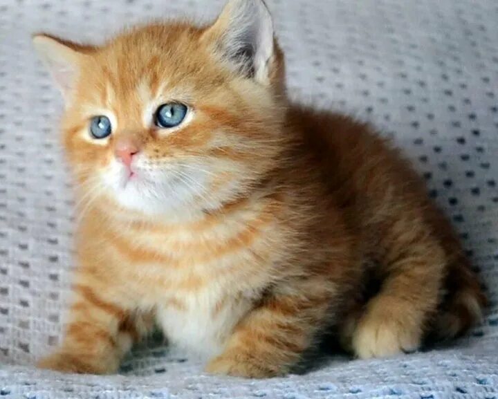 Котенок британец фото 1 месяц рыжий Лисичка в дорогой шубке, золотая шиншилла купить в Орле Животные и зоотовары Ави