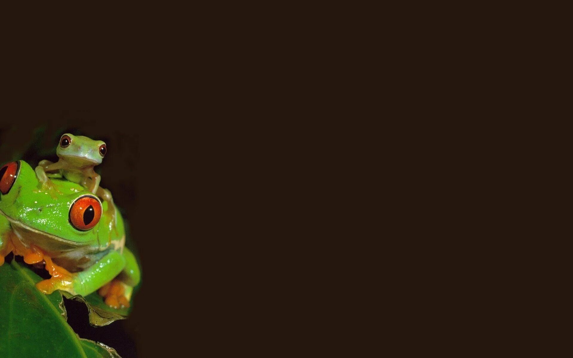 Обои с жабой. Фон с лягушками. Разноцветные лягушки. Обои с жабой. Обои с жабой.