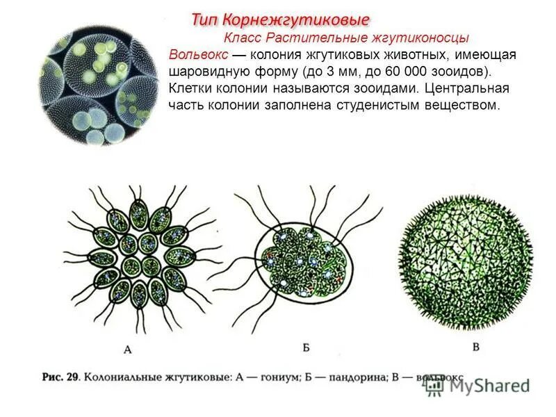 Что характерно для так называемого колониального