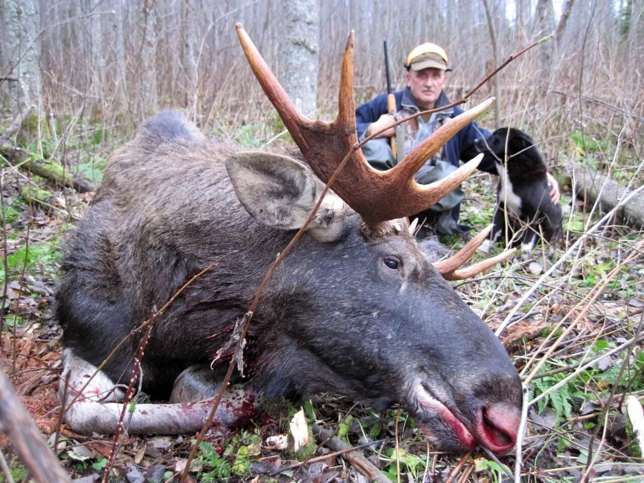 Охота на лося в Вологодской области. Охота в Вологодской области 2021. Охота на кабана Вологодская. Охота на медведя в Вологодской области.
