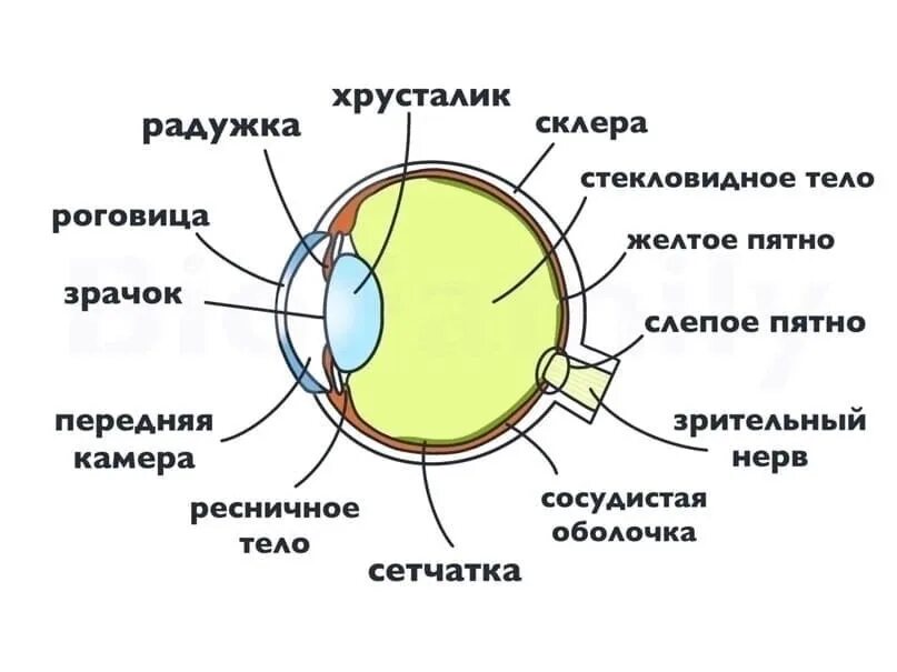 Таблица строение глаза 8 класс биология. Строение глаза человека ЕГЭ биология. Строение глаза. Строение анализатора глаза. Строение зрительного анализатора.