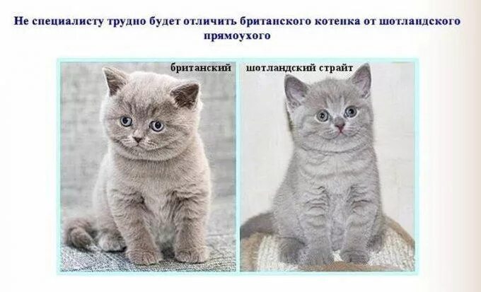 Кот и кошка различия по морде. Коты и кошки различия по морде. Различия кошки и кота морда. Картинки с котиками отличие. Котик разница.