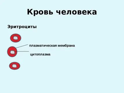 Цитоплазма эритроцита