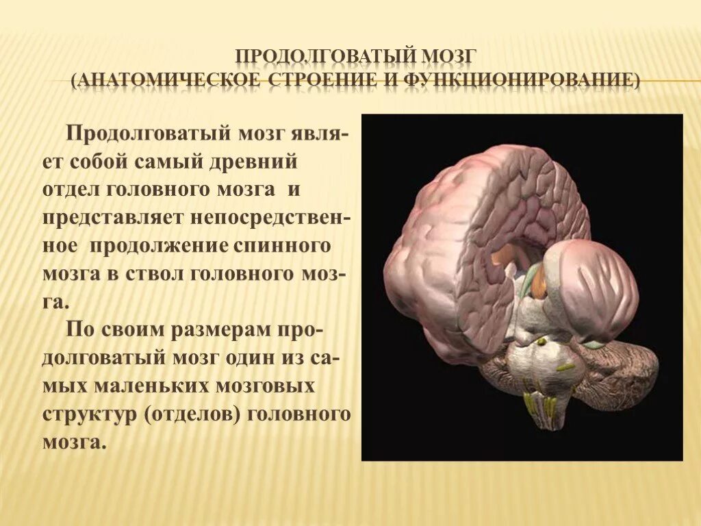 Головной мозг человека анатомия продолговатый мозг. Строение головного мозга продолговатый мозг. Продолговатыйоватый мозг. Строение продолговатого мозга человека. Древние отделы мозга человека