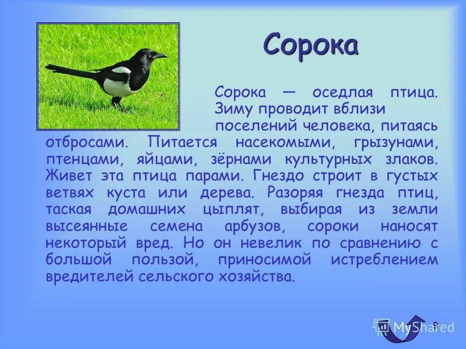 Оседлые особенности. Рассказ о птицах. Доклад про птиц. Сообщение о Птичке. Короткий рассказ о птице.