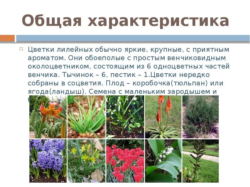 Семейство лилейные описание. Актиноморфная симметрия. Семейство розовые характеристика. Семейство однодольных растений лилейные. Охарактеризуйте цветок.