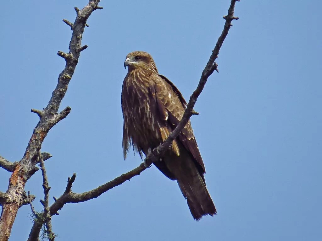 Черный Коршун Milvus Migrans. Коршун в Сибири. Коршун Сибирский птица. Коршун двузубый.