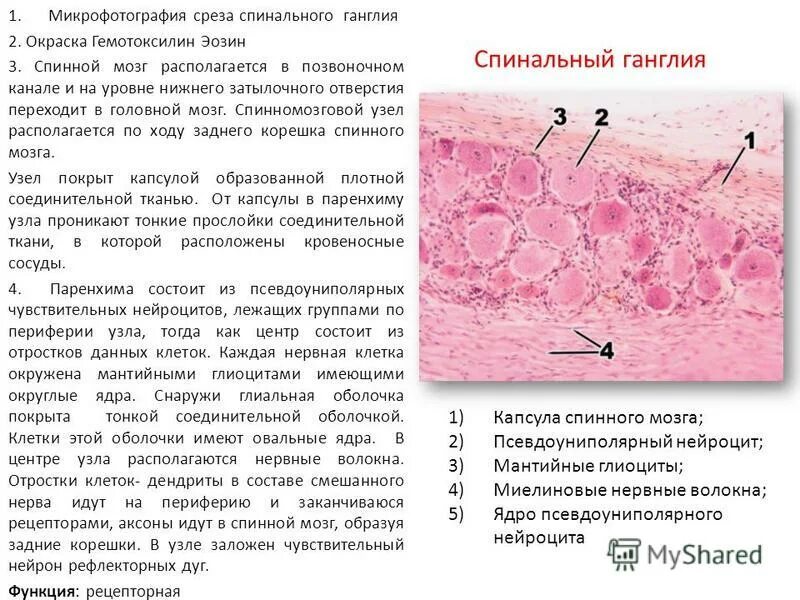 Спинномозговой чувствительный узел