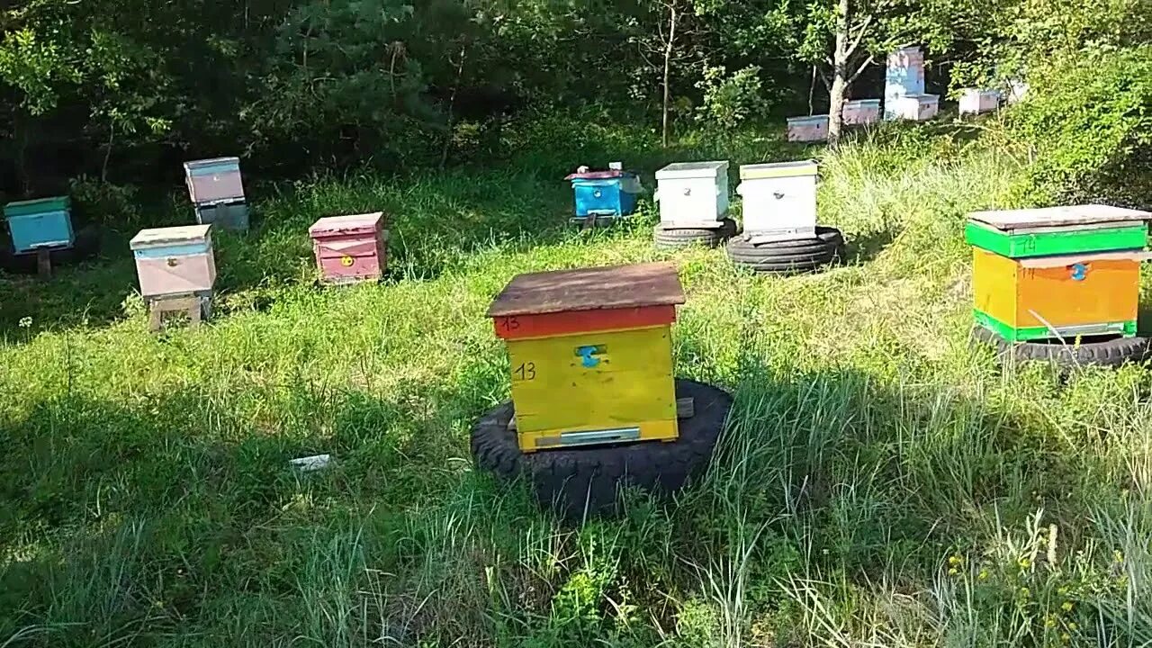 Пасека скупновых. Стационарный пчельник. пасека скупновых контакты. видео пчеловодство 2025.