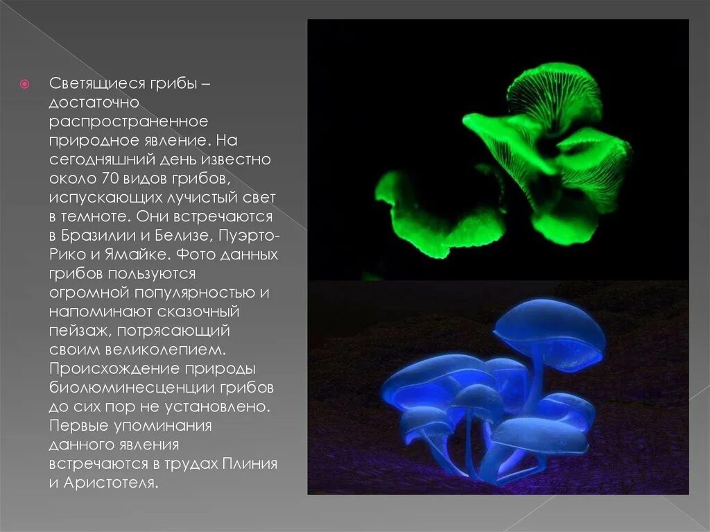 Получение светиться. Биолюминесцентные грибы. Мицена хлорофос. Грибы которые светятся в темноте. Люминесцентные грибы.