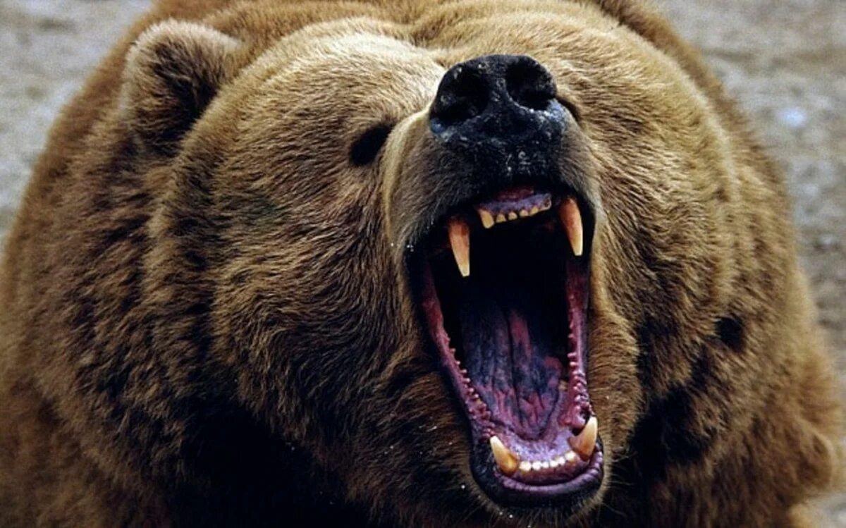 Картинка нападение. Северная Америка медведь Гризли. Гризли североамериканский бурый медведь. Бурый медведь нападение Гризли. Медведь Гризли в атаке.
