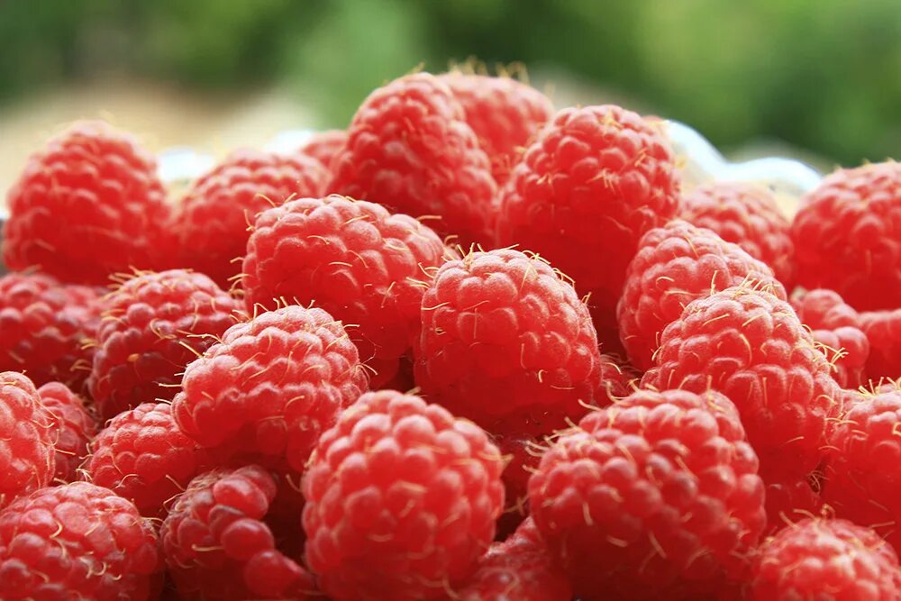 Хобби ягода малинка. Братья малинка. Братья малинка. Ягода малинка каменск уральский. Малина ремонтантная куст.