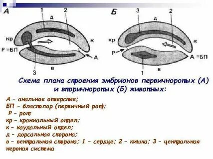 Первичный рот зародыша