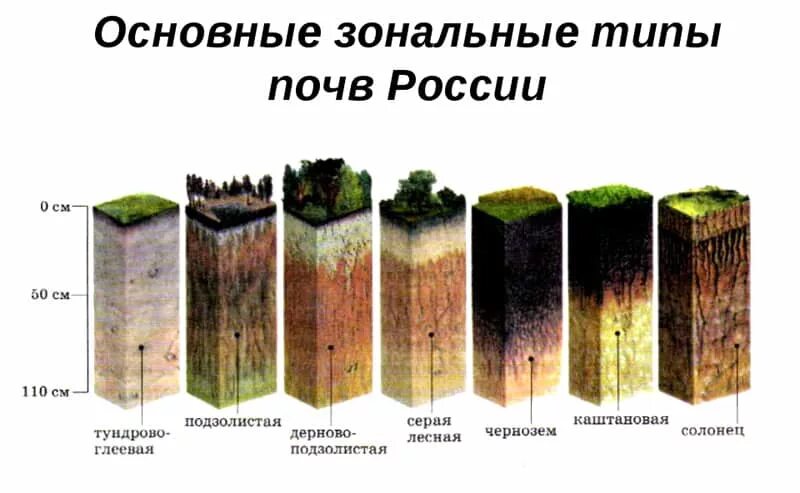 Самые распростроненные почвы Росси. Почвы России схема. Наиболее распространенные типы почв в России. Типы почв России 6 класс. Природные зоны по степени плодородия