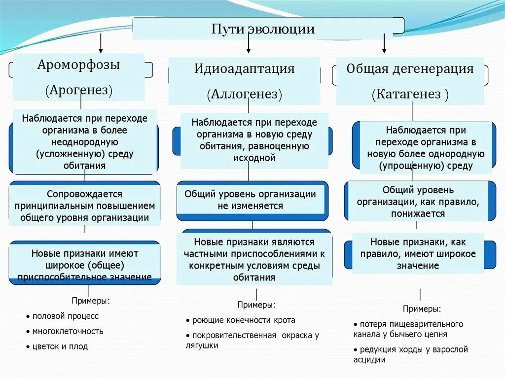 Направление развития от низшего. Пути эволюции таблица биология ЕГЭ. Пути эволюции схема биология. Таблица основные направления эволюции ароморфоз идиоадаптация. Главные пути эволюции ароморфоз идиоадаптация дегенерация таблица.