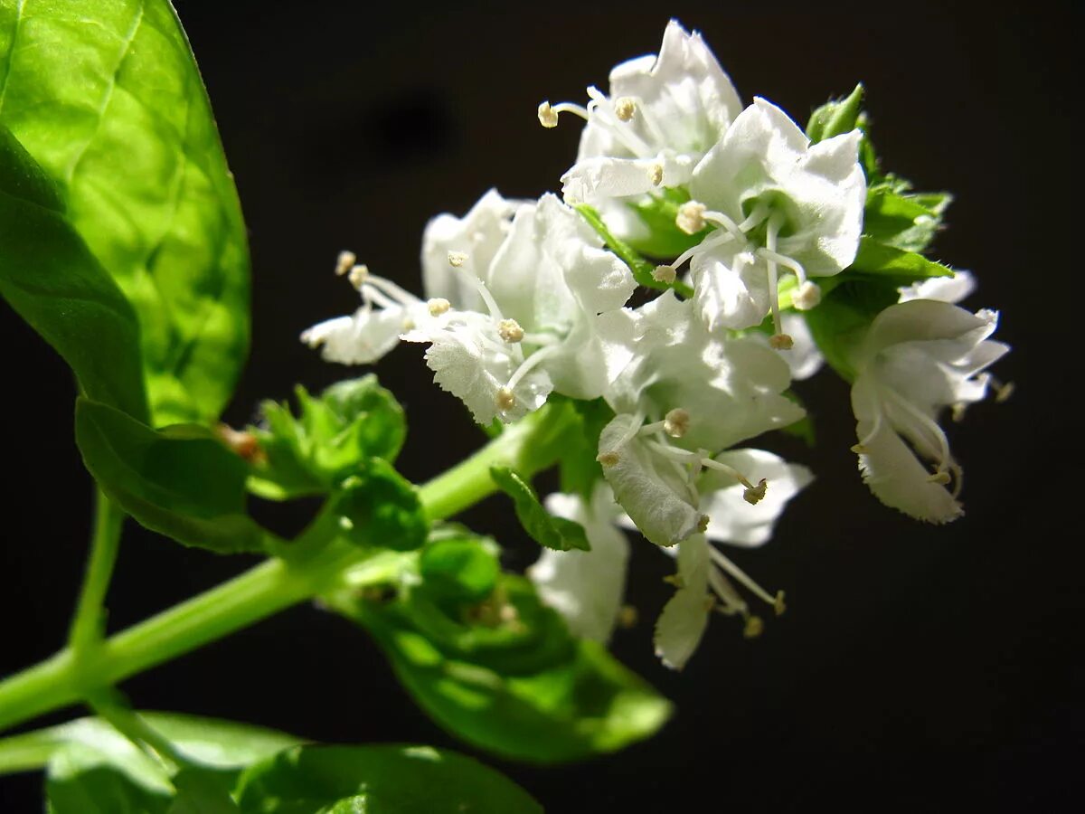 Базилик цветет. Дикий базилик. Базилик мелколистный. Ocimum basilicum newton. Фото цветущего базилика.
