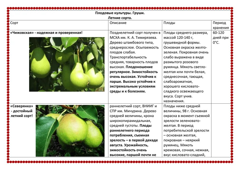 Груша Чижовская позднелетний сорт. Сорт груши Чижовская. Груша обыкновенная Чижовская описание. Груша летняя Чижовская.