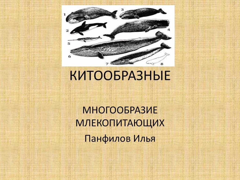 Китообразные парнокопытные. Размножение китообразных. Китообразные презентация. Китообразные млекопитающие. Китообразные это.