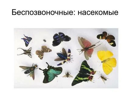 Беспозвоночные животные 3