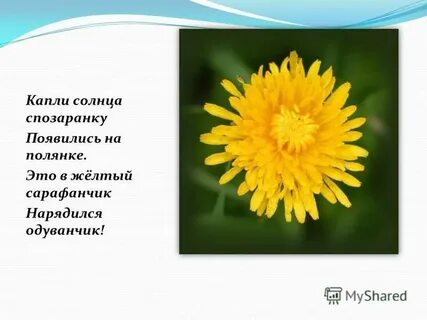 Загадка про одуванчик 1 класс