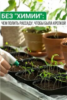 Без "химии": чем полить рассаду, чтобы была крепкой в 2022 г Садоводство на балк