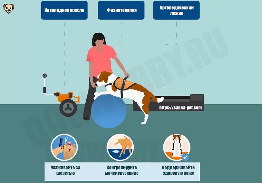 Парез задних конечностей у собаки. Паралич задних конечностей у собак. Паралич задних лап у собаки. Собака с парализованными задними лапами.