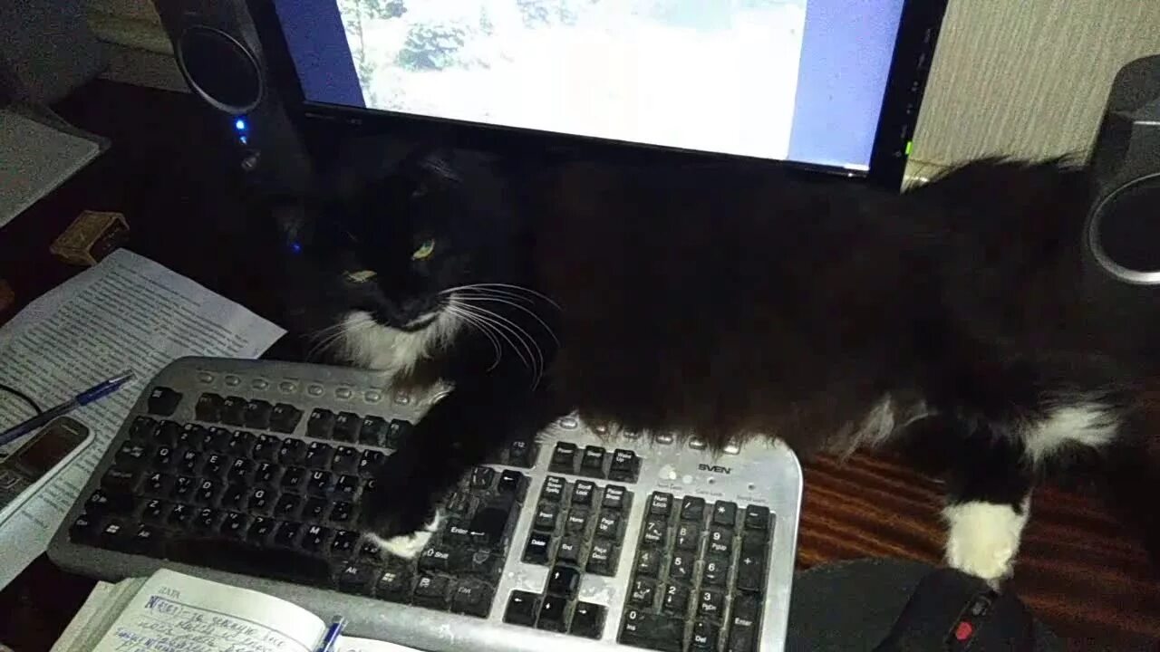 Видео кот работает. Кошка за компьютером. кот работает. кот марсик. коты на работе.