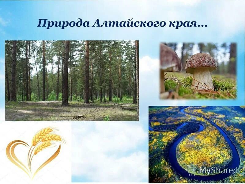 Проект по окружающему миру 3 класс разнообразие природы алтайского кр - Природа 