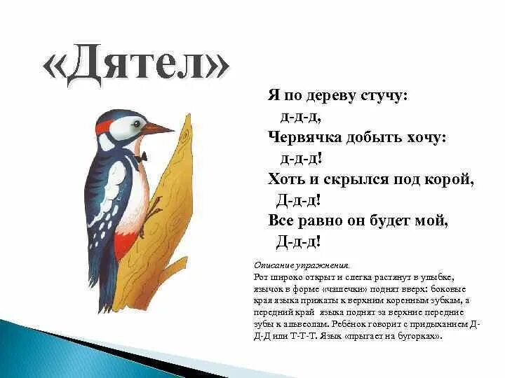 Как долго стучал. Дятел стучит по дереву. Упражнение дятел для звука р. Описание упражнения дятел. Артикуляционная гимнастика для звука р дятел.